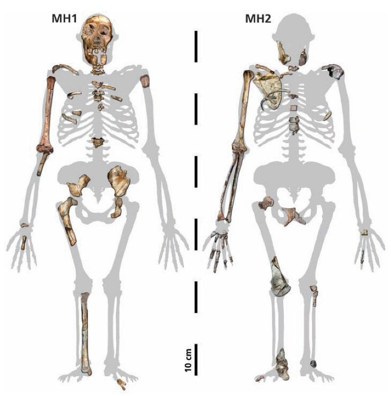 (~95% dospělé mozkovny), - kostra MH2 patří