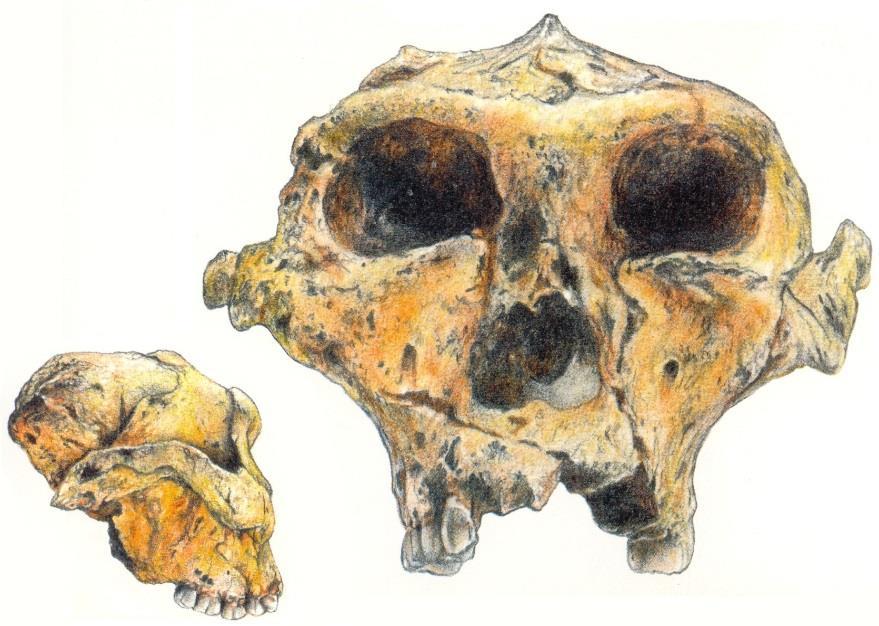 Parantropové (robustní australopitékové) Paranthropus aethiopicus (2,7 2,3 Ma)