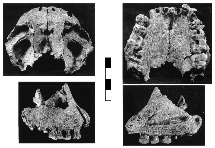 Rod Homo Homo sp. Nejstarším známým představitelem rodu Homo jsou dva nálezy z poloviny 90. let 20. století z Hadaru (Etiopie) a z Uraha (Malawi) datované na 2,5 2,3 Ma.