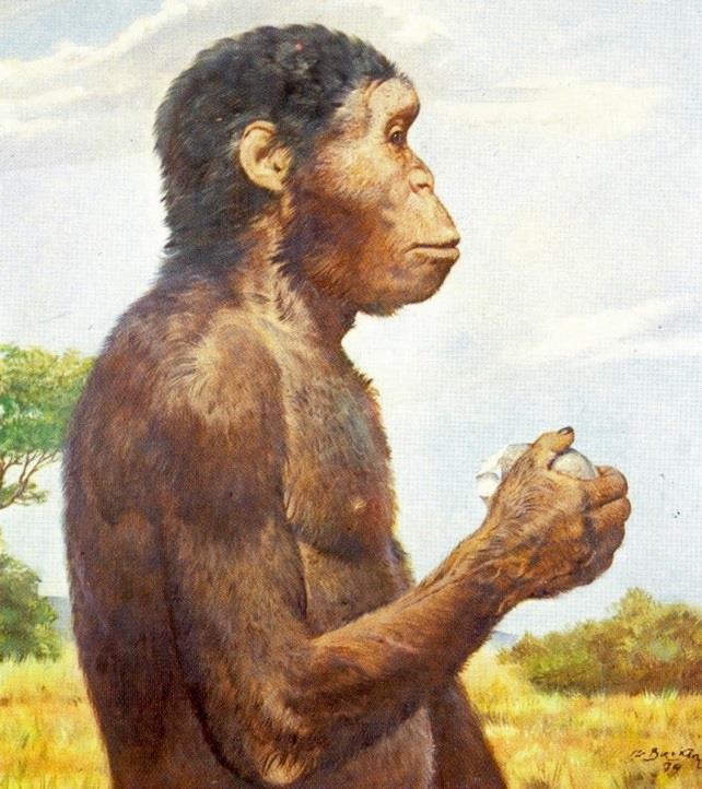 Homo habilis (člověk zručný; 2,4 1,4 Ma) Byl nalezen v roce 1960 v Olduvajské rokli J. Leakeym ve vrstvě I, asi 60 cm níže než byl nalezen A. boisei. Vrstva byla datována v rozmezí 1,7 1,6 Ma.