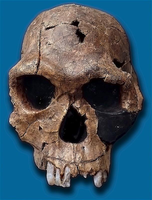 Spodní čelist je masivní bez bradového výběžku. Lebeční kapacita se pohybuje v rozmezí 500 641 cm 3. Postava Homo habilis byla již vzpřímená. Velký týlní otvor byl posunut kupředu na spodinu lebky.