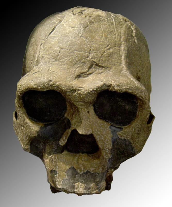 Homo ergaster (člověk dělný) Zbytky tohoto hominida byly původně připisované Homo erectus, spadají do období před 1,4