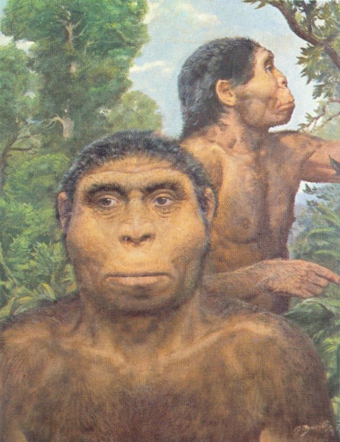 Homo erectus historie objevu První zástupce druhu Homo erectus byl nalezen v roce 1891 Eugénem Duboisem na řece Solo v blízkosti osady Trinil.