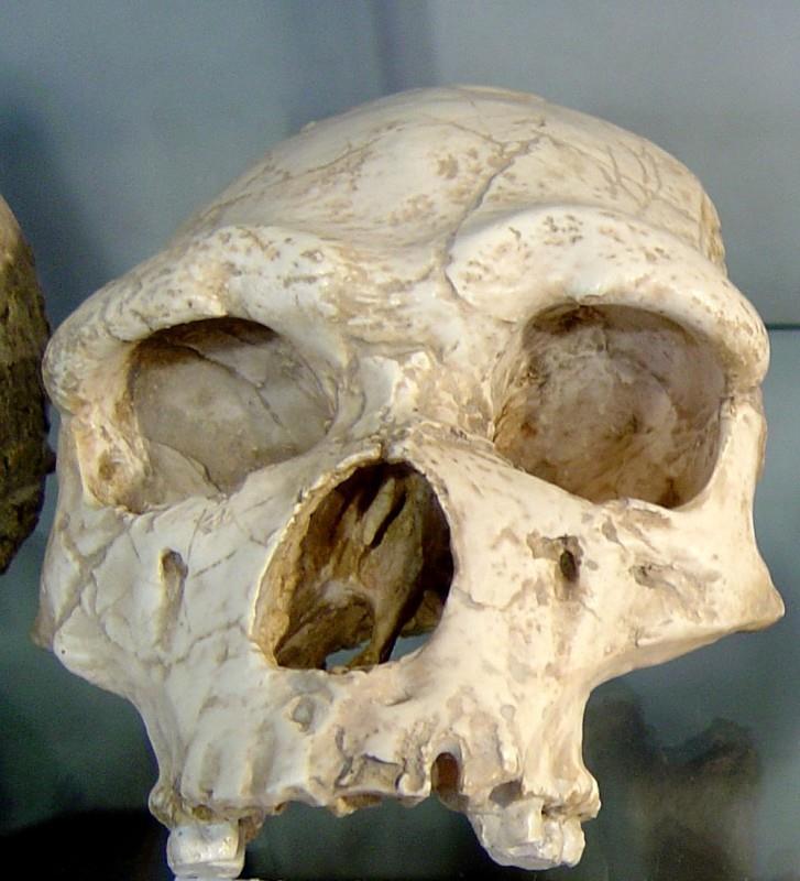 Další nález druhu Homo erectus byl objeven profesorem von Koenigswaldem v roce 1936 u osady Djetis v okolí města Modjokerto ve v. části střední Jávy.