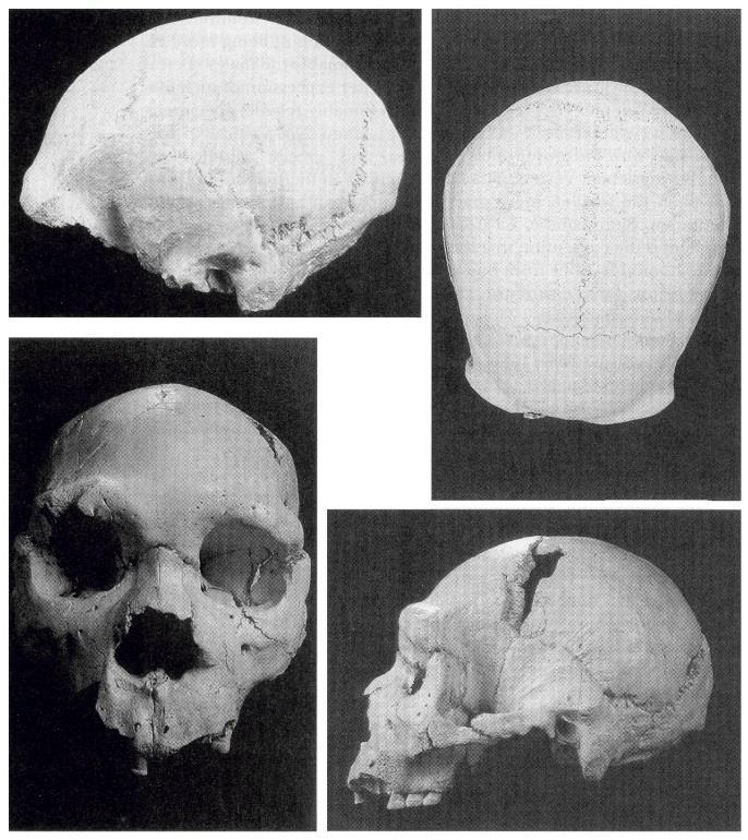 podobné H. ergaster, na kostře však mnohé prograsivní znaky blížící se moderním lidem, - stáří nálezů je 0,7 1,1 Ma, - společně s kostrami H.