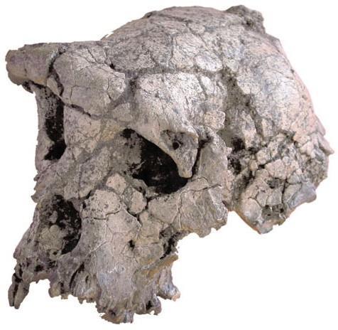 Sahelanthropus tchadensis - objeven 10.