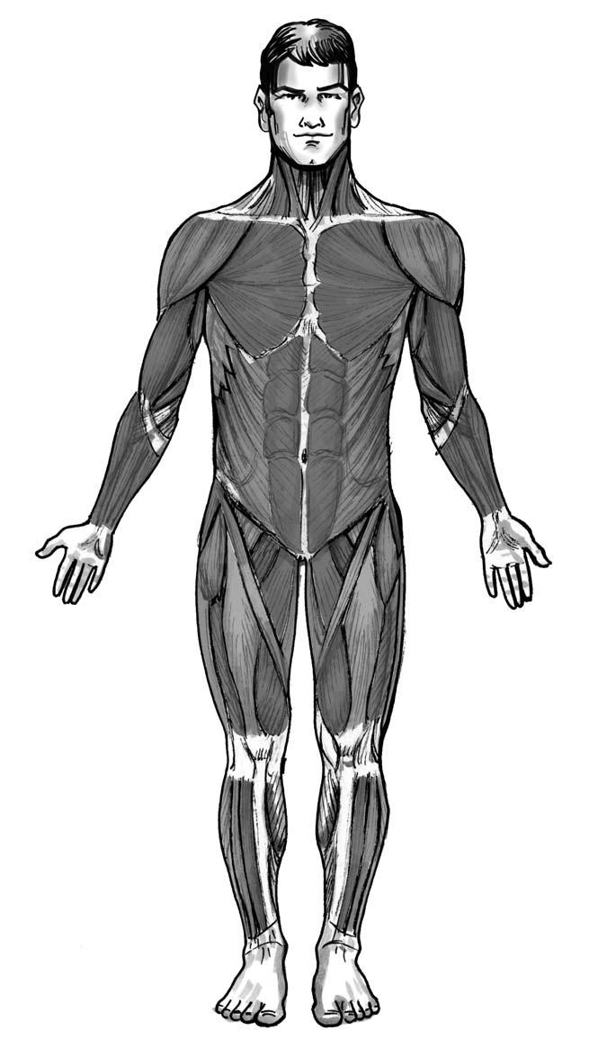 Správné držení těla SVALY PŘEDNÍ STRANA TĚLA sval deltový svaly kloněné zdvihač hlavy malý sval prsní sval hákový dvojhlavý sval pažní hluboký sval pažní ohybače zápěstí a prstů krátký přitahovač