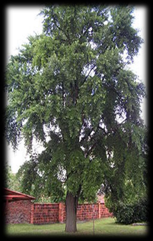 Mohutný až 4 metry vysoký strom patřící do třídy jehličnanů.