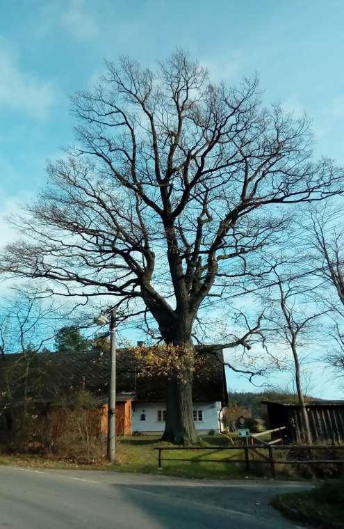 BEZDĚKOVSKÝ DUB Chráněný strom V Bezděkově