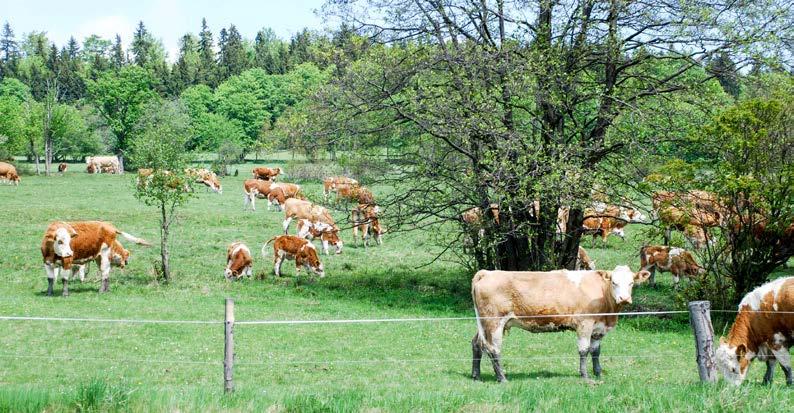 EKOLOGICKÉ ZEMĚDĚLSTVÍ prezenční (ABE), kombinovaná (ABEKS) tříleté bakalářské biologie Představení oboru Studijní obor je vymezen teoretickými základy biologie, zemědělské chemie a aplikovanými