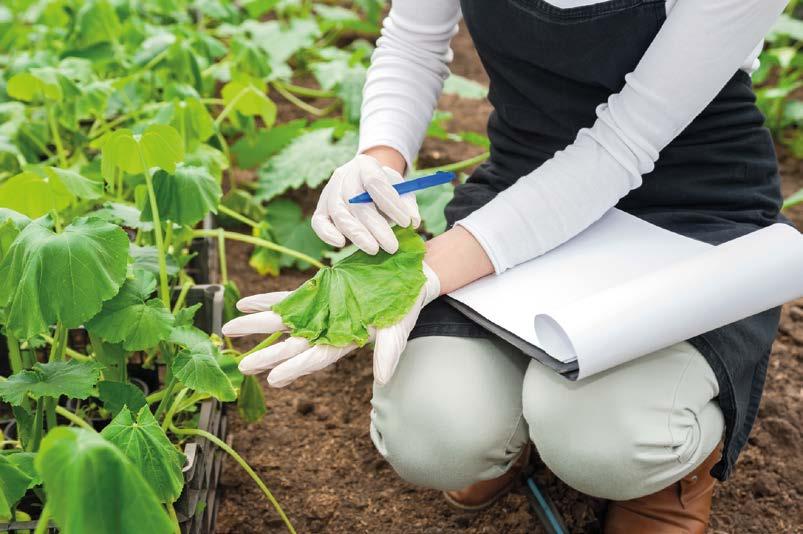 ROSTLINOLÉKAŘSTVÍ prezenční (ATZL) tříleté bakalářské chemie, biologie Představení oboru Studijní obor především vychovává studenty pro navazující magisterský obor Rostlinolékařství.