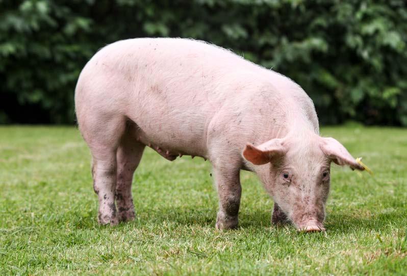 Jsou seznamováni s biotechnologickými postupy, které propojují postupy kvantitativní genetiky spolu s molekulární genetikou a informatikou do ucelených systémů genetického hodnocení zvířat.