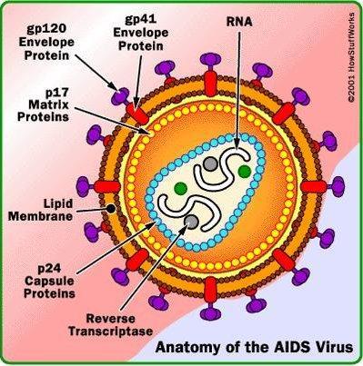 Onemocnění způsobuje virus Human