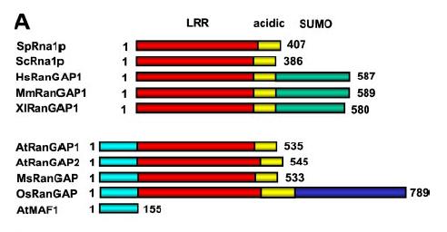 Struktura a lokalizace Ran GAP interakce RanGAP s jaderným pórem: SUMO = small ubiquitin-like modifier živočichové kvasinky rostliny