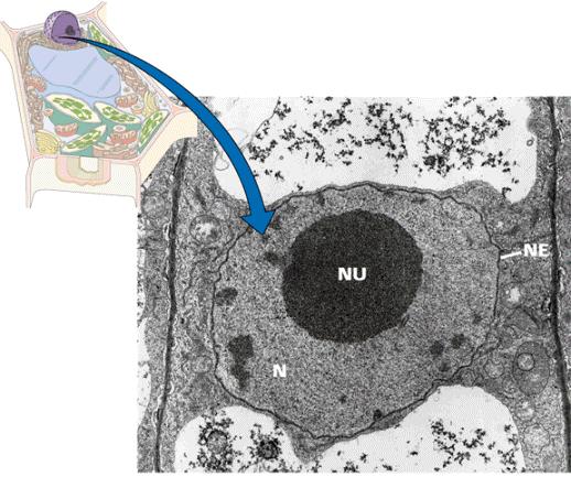 Struktura jádra nuclear envelope (NE) vnitřní a vnější jaderná membrána, jaderné póry jaderná lamina (interakce s póry a chromatinem v