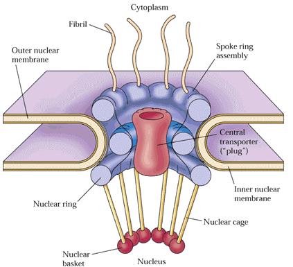 nukleoporiny) = jeden z největších komplexů v buňce (Nuclear Pore Complex, NPC) 8
