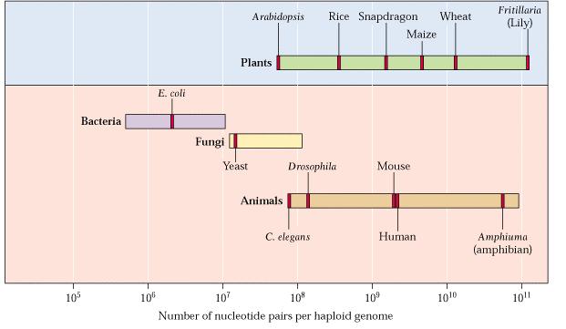 Organizace genomu obsah DNA velmi zhruba odpovídá komplexitě organismu (C-paradox) rostliny patří mezi rekordmany v obsahu DNA (Liliaceae 100 000