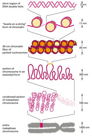 Struktura chromatinu např.
