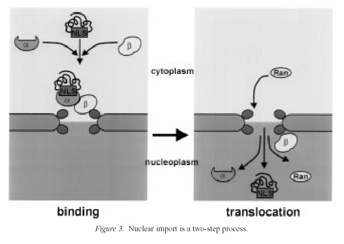Mechanismus transportu jaderným pórem 1) vazba proteinu k NPC interakce