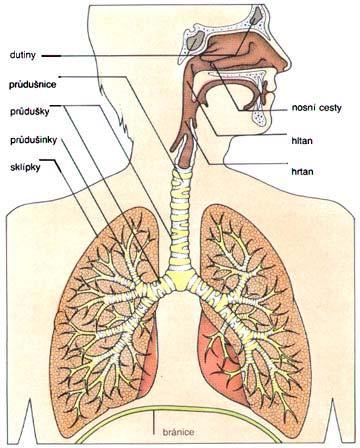 DÝCHACÍ ÚSTROJÍ Ventilace Nosní a ústní dutina (+