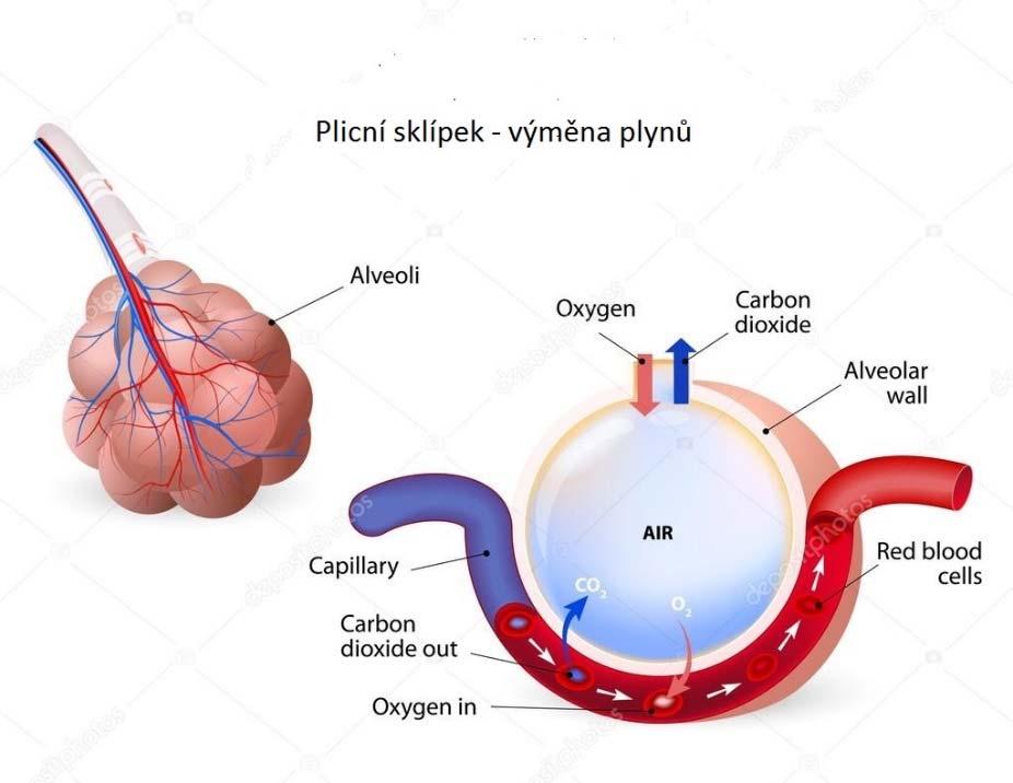 JAK DÝCHÁME Difúze/Přestup plynů přes membránu (0,5 μm) mezi plicním sklípkem a kapilárou každou