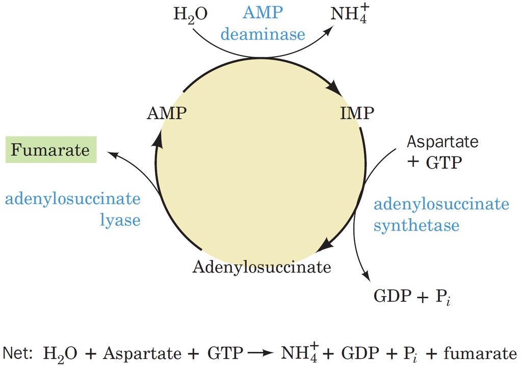 CYKLUS PURIVÝCH UKLETIDŮ Voet, D., Voet, J. G.: Biochemistry, John Wiley & Sons, Inc., 2011 (4.