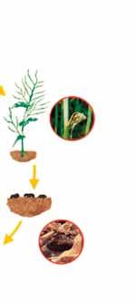 mycelia Sklerocia se dostávají zpět do půdy Sklerocia v půdě Průběh