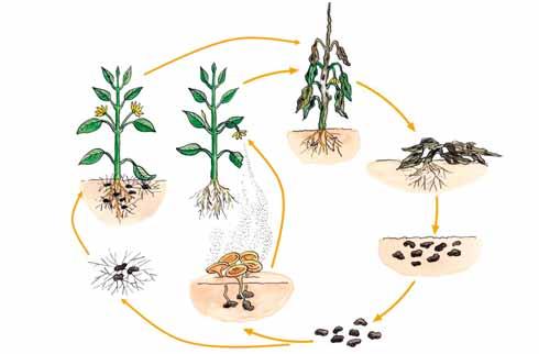 Sklerocia v posklizňových zbytcích  mycelia Apothecia Sklerocia v půdě