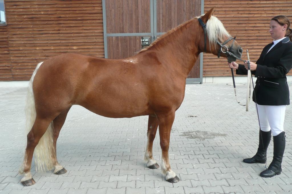 Bihuncová, Brno Počet bodů: 6,6; KVH: 144 cm; PK (ZV 8,1 b.) Jméno: 18/121 Gaia Datum narození: 17.