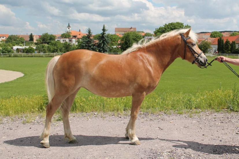 Jméno: 53/548 Goldie Datum narození: 5. 3.