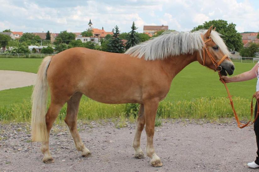 Nachtigal, Rakvice Počet bodů: 6,6 KVH: 141,5 cm; PK (ZV 7,3 b.) Jméno: 24. 5.