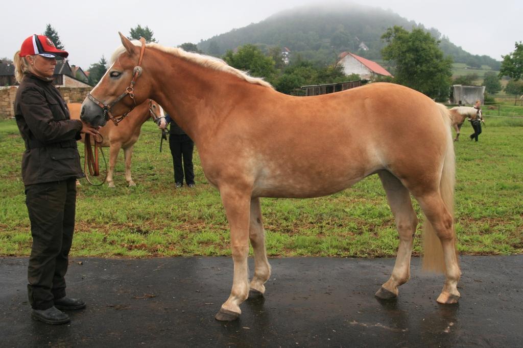 Vrchovany Počet bodů: 6,5 KVH: 143 cm; PK (ZV 7,4 b.) Jméno: 22/885 Carolle von Stein Datum narození: 26.