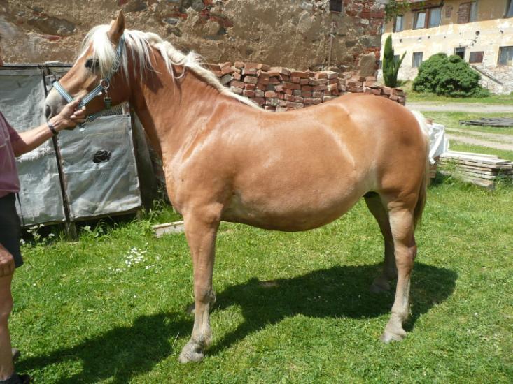 Peter Hofer, Rakousko Počet bodů: 6,3 KVH: 141 cm; PK Jméno: Cora Datum narození: 10. 4.