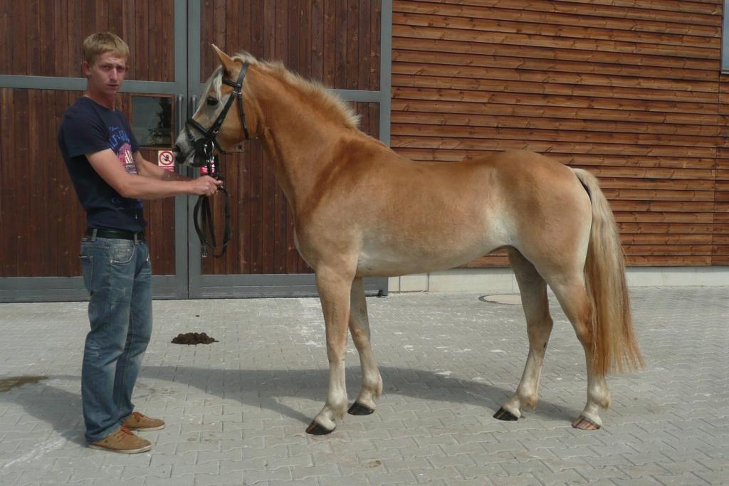 a po Austriacum Majitel: IMOBA, a.s., Praha 4 Chovatel: Habicher Daniel, Rakousko Počet bodů: 6,3 KVH: 146 cm; PK (ZV 7,9 b.