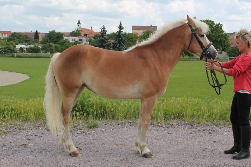 Klisny zapsané do PPK: Jméno: 55/667 Galča Datum narození: 21. 3.