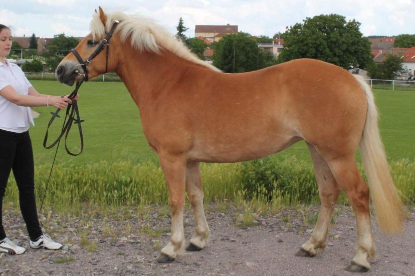 Poláček, Ratíškovice Počet bodů: 7,4; KVH: 136,5 cm; PPK Jméno: 15/337 Sany Datum narození: 11. 5.