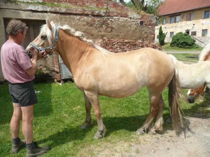 Friedrich Lassacher, Rakousko Počet bodů: 6,0 KVH: 142 cm; PPK Jméno: Angelina Datum narození: 9.
