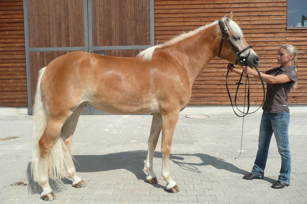 Anna a Josef, Rakousko Počet bodů: 8,0; KVH: 144 cm; HPK (ZV 8,3 b.) Jméno: Daylight Datum narození: 13. 3.