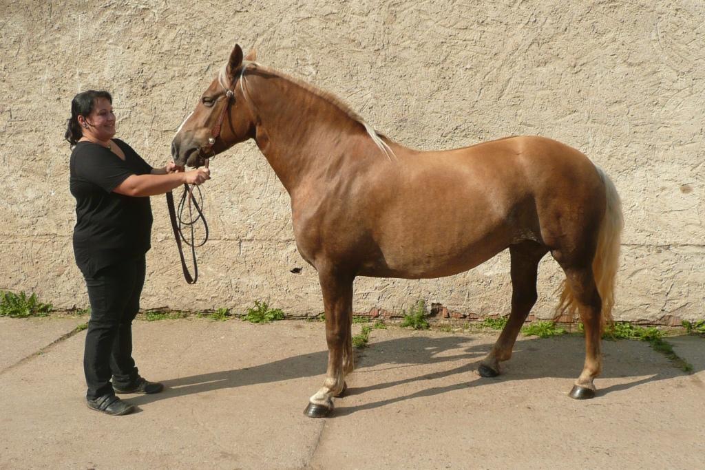 Schnitzhofer Josef, Německo Počet bodů: 6,0 KVH: 140 cm; PPK Jméno: 19/698 Luna Datum narození: