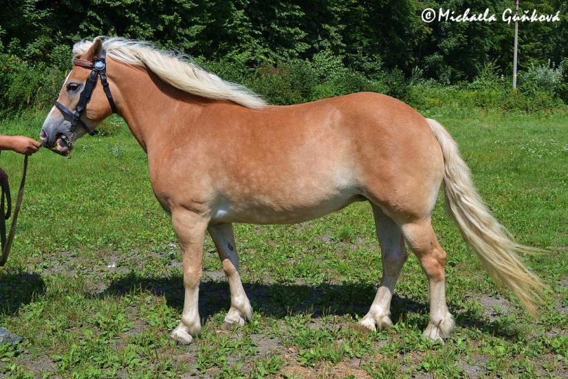České Budějovice Počet bodů: 6,0 KVH: 138,5 cm; PPK (ZV 8,0 b.
