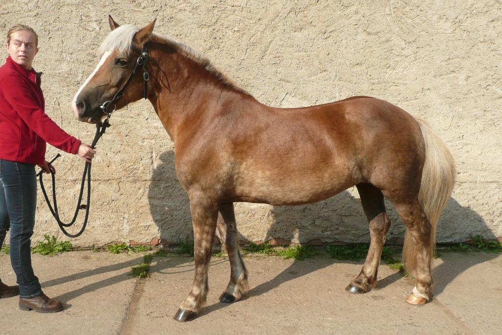 Peter, Rakousko Počet bodů: 5,9 KVH: 139 cm; PPK Jméno: 42/689 Lucie Datum narození: 21. 6.