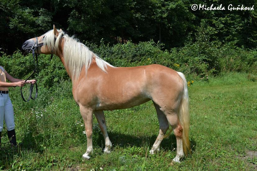 Hubert, Rakousko Počet bodů: 7,6; KVH: 148 cm; HPK Jméno: 72/523 Mississippi Datum narození: 21. 4.