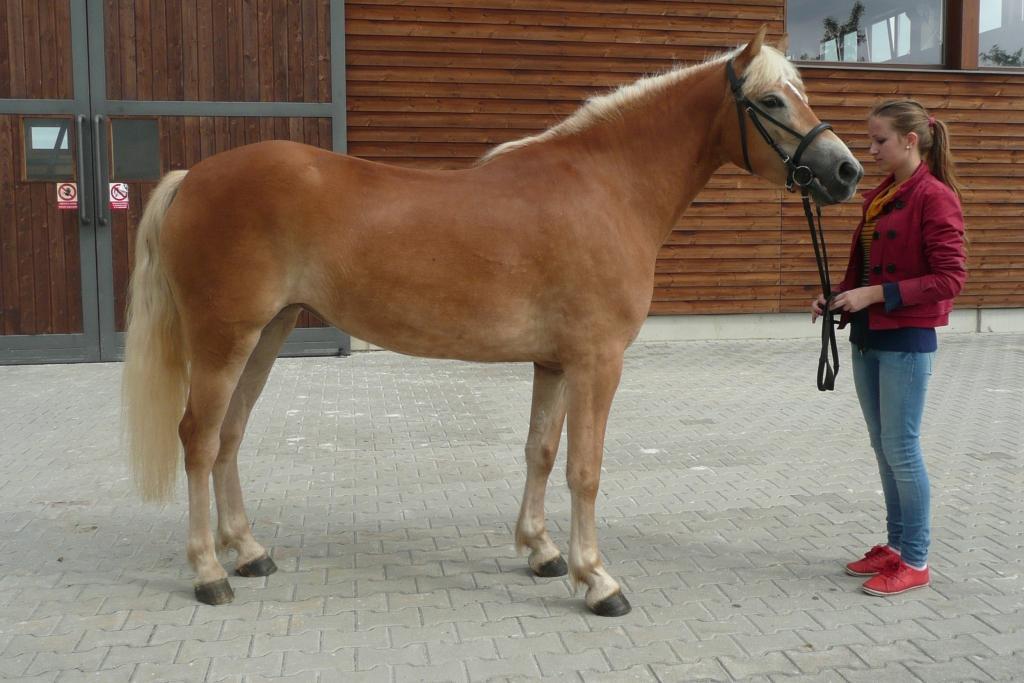 2010 Otec: Nefris; matka: Pamela po Navajo-Lucky Majitel: Iveta Stará, Velké Meziříčí Chovatel: