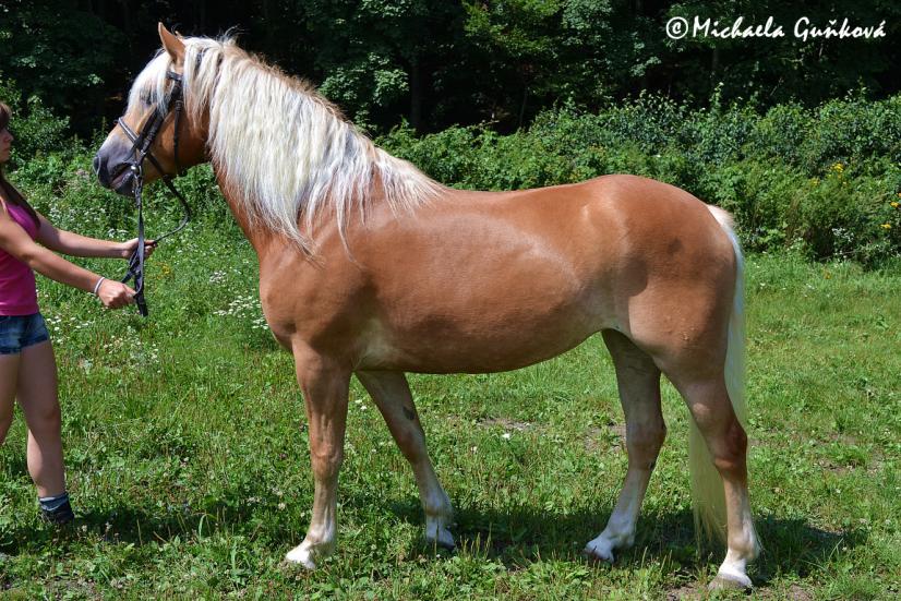Kuběna, Hutisko-Solanec Počet bodů: 7,0; KVH: 145,5 cm; PK Jméno: 72/522 Sára Datum narození: 14. 6.