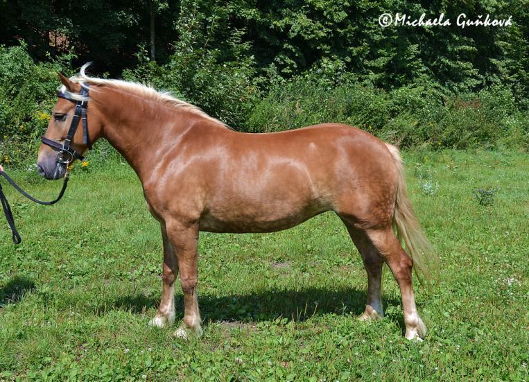 Veronika Tlustá, Hrádek nad Nisou Počet bodů: 6,9; KVH: 144 cm; PK Jméno: 17/960 Lauretta Datum