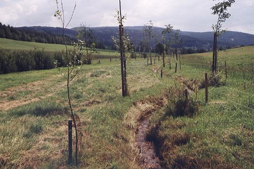 Revitalizace potoka Borová u