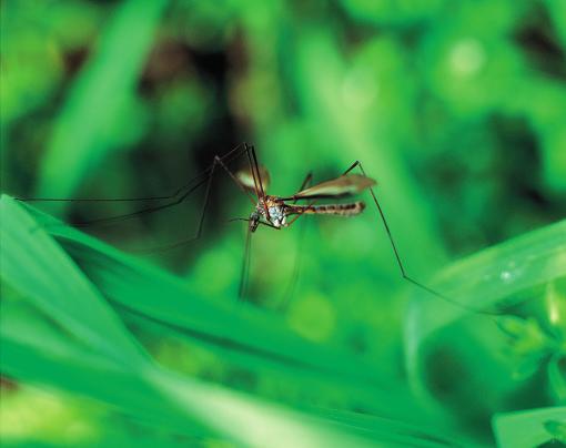 Celkem zahrnuje sedm druhů a jde o prvního komára, jemuž vědci rozluštili kompletní genom. Aedes aegypti: hlavní přenašeč horečky dengue a žluté zimnice.