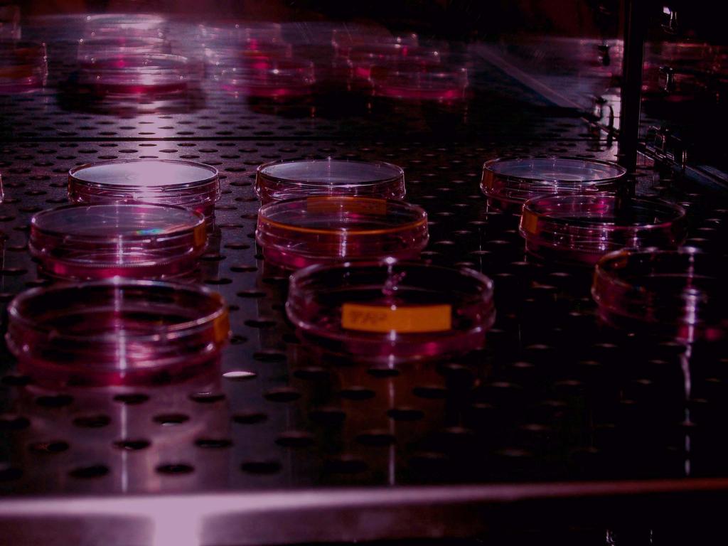 Lidské embryonální kmenové buňky Biologie, technologie a další Aleš Hampl Ústav experimentální medicíny