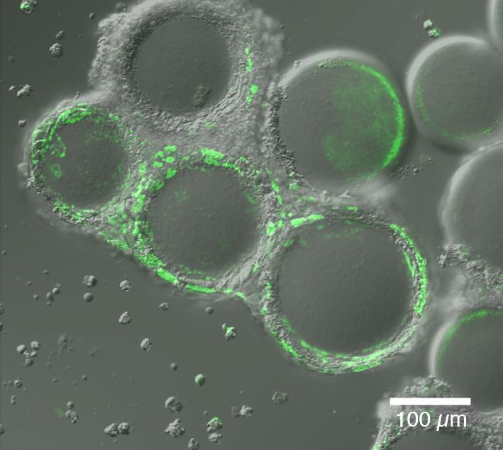 92.5 60 40 20 0 0 1 2 3 4 4 monolayer culture 80 4 monolayer culture 0 uncontrolled system Tra-1-60