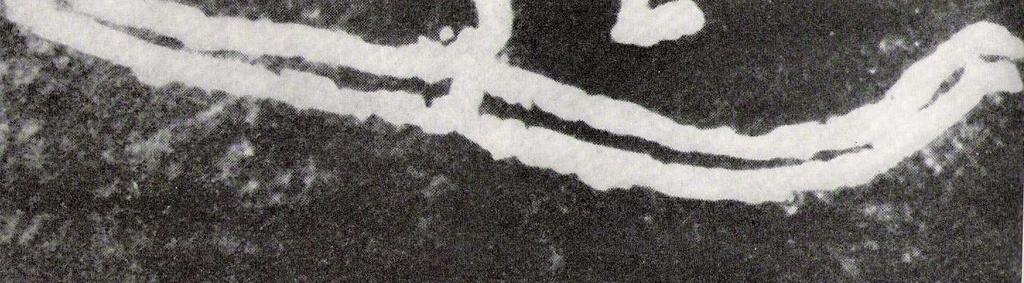 Nejstaršími historickými doklady o existenci a používání lyží jsou skalní a jeskynní kresby, vykopávky a rašeliništní nálezy v Norsku, Finsku, Rusku, Švédsku, Mongolsku, Číně a Korei (Strobl,
